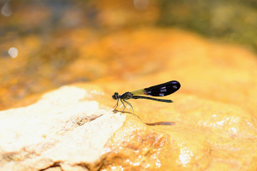 Dragonfly Kaeng Krachan National Park, Thailand