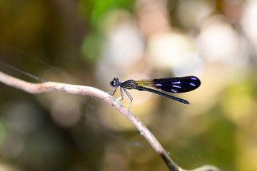 Dragonfly Kaeng Krachan National Park, Thailand