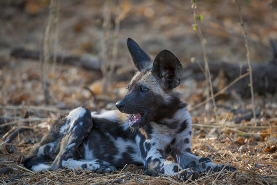 African wild dog, African hunting dog, African painted dog, Cape hunting dog, wild dog or painted wolf (Lycaon pictus) pup.  Botswana