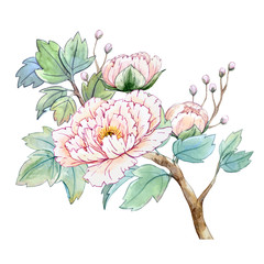 Watercolor chinese peony flower - 134433343