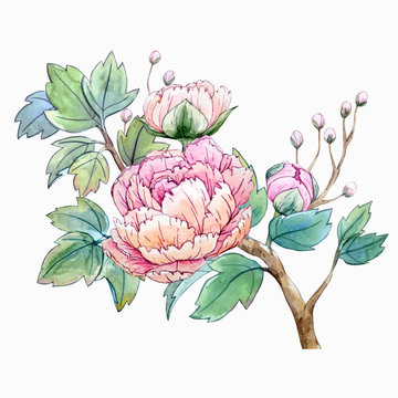 Watercolor Chinese Peony Flower