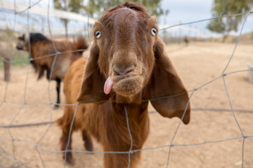 Funny looking brown goat with tongue