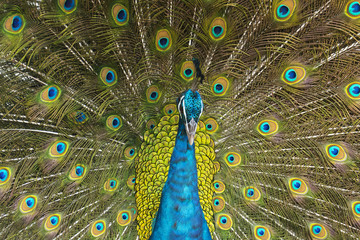 Fototapeta premium Peacock with Feathers Out