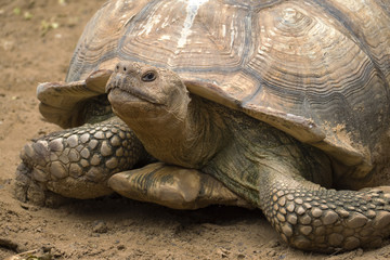 big turtle portrait