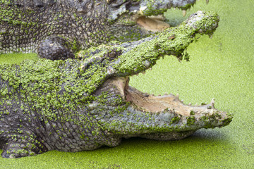 Crocodile with open mouth in green slime