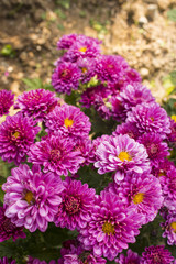 Obraz premium Beautiful flowers