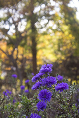 Obraz premium Beautiful flowers