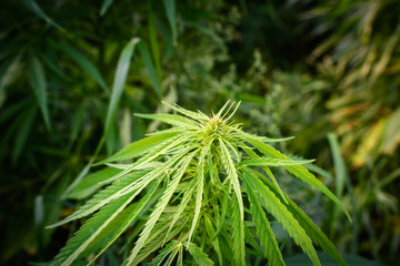 Growth of marijuana