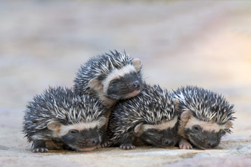 Hedgehog Babies © PerErik