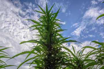 Leafy top of marijuana