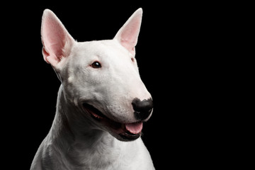 Close-up portrait of Happy White Bull Terrier Dog Looking side on isolated black background,...