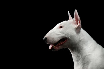 Fototapeta na wymiar Close-up portrait of Happy White Bull Terrier Dog Smiling on isolated black background, profile view