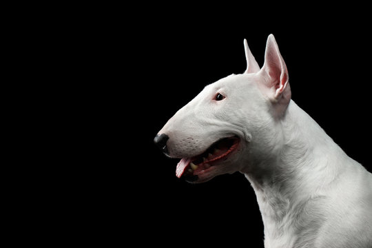 Close-up portrait of Happy White Bull Terrier Dog Smiling on isolated black background, profile view