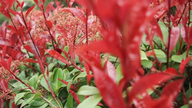 Beautiful flowers growth in the garden. flowerbed with green-stuff in summer season.