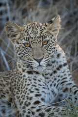 Leopard (Panthera pardus) juvenile. Kalahari. Botswana