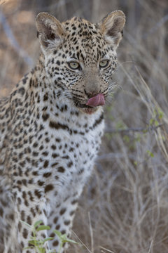 Leopard (Panthera pardus) juvenile. Kalahari. Botswana