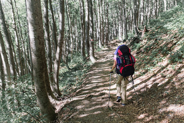 Fototapeta premium Hiker woman with backpack on marked forest trail in the woods