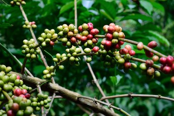 coffee bean in the branch  almost ready to harvest  green and red color from plantation