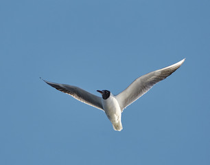 Black headed gull in flight