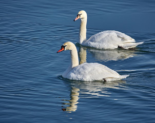 Swans on a river