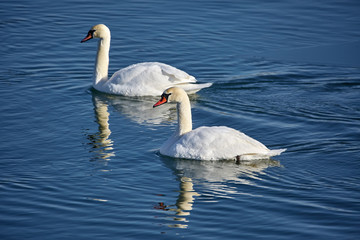 Swans on a river