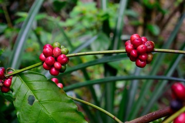 coffee bean in the branch  almost ready to harvest  green and red color from plantation