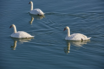 Swans on a river