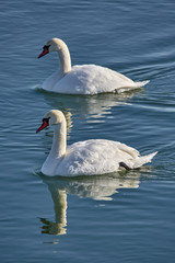Swans on a river