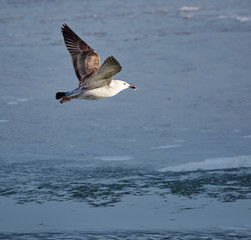 Caspiann gull in flight
