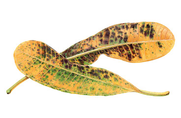 Watercolor yellow leaves  isolated on white background. Watercolor hand painted illustration.