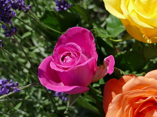 Bunte Rosen mit Lavendel