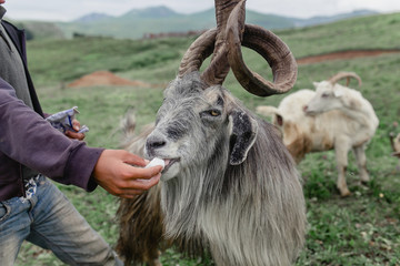 Shepherd feeding with salt a herd of goats on a green pasture