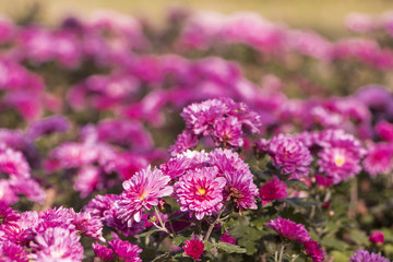 Beautiful flowers