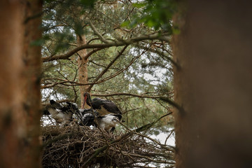 Black stork in the dark of the european forest, beautiful and big bird in the woodlands of czech republic, Ciconia nigra