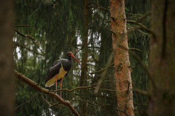 Black stork in the dark of the european forest, beautiful and big bird in the woodlands of czech republic, Ciconia nigra