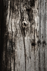 Texture of old wooden board