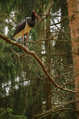 Black stork in the dark of the european forest, beautiful and big bird in the woodlands of czech republic, Ciconia nigra