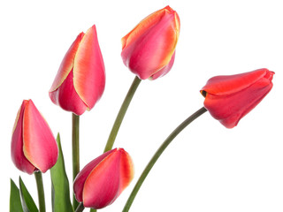 Unopened tulips