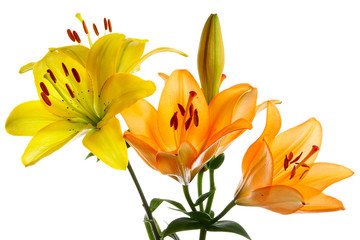 Obraz premium Flowers