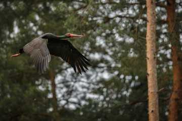 Black stork in the dark of the european forest, beautiful and big bird in the woodlands of czech republic, Ciconia nigra