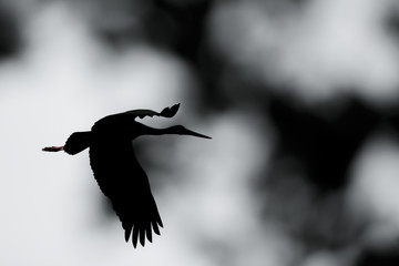 Black stork in the dark of the european forest, beautiful and big bird in the woodlands of czech republic, Ciconia nigra
