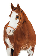 Portrait of pinto Trakehner horse on a white background 
