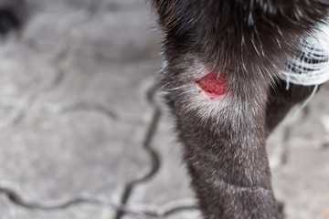 Wound on dog paw