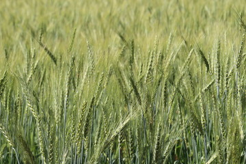 green wheat field