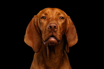 Close-up Portrait of Hungarian Vizsla Dog looking in camera on isolated black background, front view