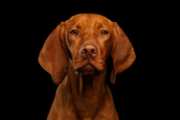 Close-up Portrait of Hungarian Vizsla Dog Serious looking in camera on isolated black background,...