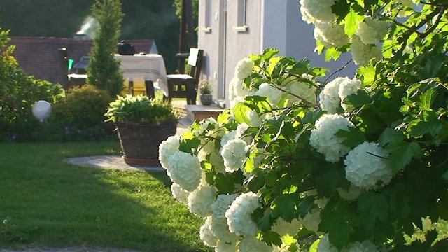 In voller Pracht bl&uuml;ht der Schneeballstrauch w&auml;hrend vom Kamin des Nachbarhauses Rauch aufsteigt (Totale)