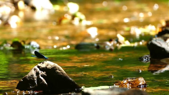 Beautiful mountain stream with butterflies.