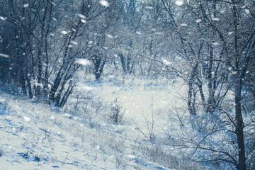 winter, snowfall in the forest