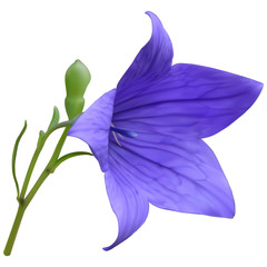 Purple balloon flower